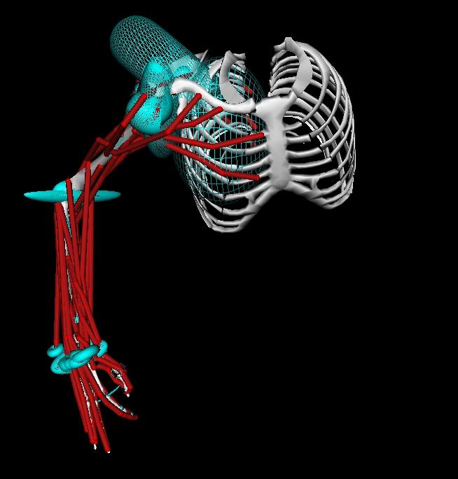 3 First steps from Vicon to OpenSim Preliminary tests were made to assess the feasability and the amount of work required for the biomechanical simulations.