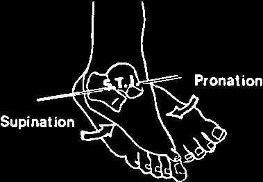 Counter-clockwise rotation of the hips internally rotates the right leg and pronates the right foot; the foot rolls inward as the arch prolapses (8, 9).