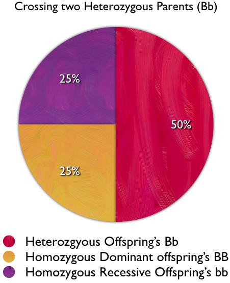 This pie chart shows the percentage of the offspring s outcomes seen in the data tale and from the punnett square. ANALYSIS Explain your data.