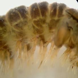 Hydropsychidae in Britain, most of which are very