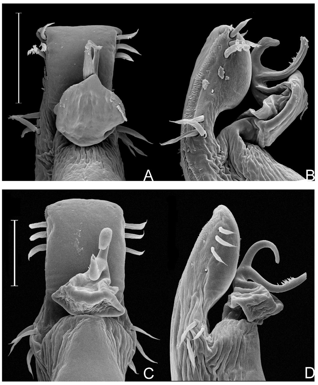 FIGURE 11. Distal part of Nanophareus spp. penis in dorsal and lateral view: A B, N. bipartitus sp. nov.; C D, N. bosqenublado sp. nov. A, B at same scale; C, D at same scale. Scale bars: 0.1 mm.