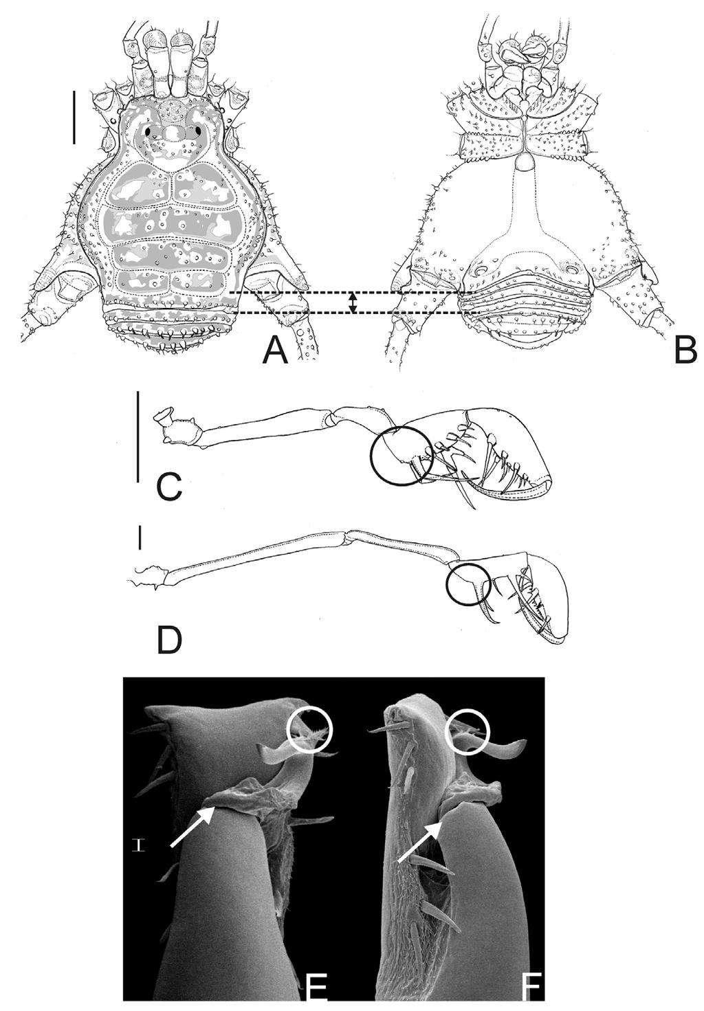 FIGURE 14. Some characters used in the cladistic analysis. Nanophareus bipartitus sp. nov.: A, habitus, dorsal view; B, idem, ventral view.