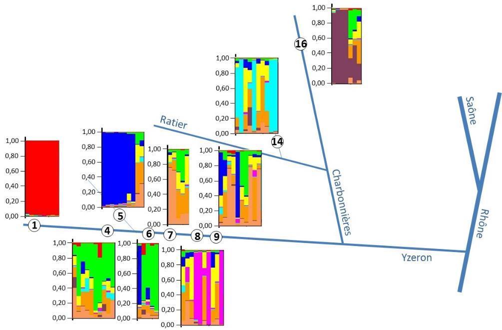 GENETIC MARKERS Results : Use of genetic markers to study the influence of obstacles and their equipment / removal on the movements of trouts population of Yzeron river (Rhône) Sites 14 and 16 =