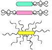 Figure 1: Cartoon depicting different arrangement of flagella around bacteria. From: http://www.slic2.wsu.edu:82/hurlbert/micro101/pages/chap3.