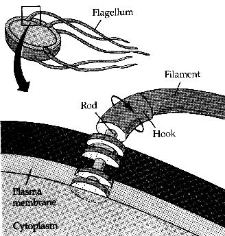 Figure 2. Schematic of the rotary motor which drive prokaryotic flagella. http://home.att.net/~creationoutreach/pictures/flagella.