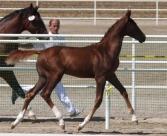 In canter the grey filly was balanced with easy lead changes. Eight first premium dressage foals were led by two notables.