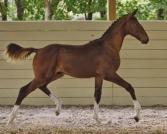 2010 NORTH AMERICAN KEURING Standouts in the Born before June 1 group were: Florence ISF (Florianus x Toscane ster by Cabochon keur x Amethist) b/o by Iron Spring Farm.