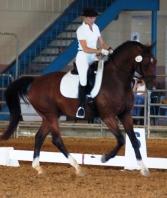 Ulano Metall x Gemona by Astronaut Breeder: W. Huberts, Owner/rider Melissa Torreano The 2009 USDF Region 3 1st Level Adult Amateur Champion, has continued his success at 2nd and 3rd level.