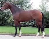 Mother Rose of Vincent is a daughter of Grand Prix stallion Vincent (s. Pretendent). Rose of Vincent is also the mother of Bonini (s.