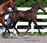 2010 TOP FIVES AND PREDICATES Young Horse Premium Grading Foals/Weanlings: Dressage North American Champion No.