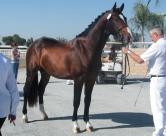 Day ster by Gribaldi x Rossini) did not let owner/breeder Gwen Blake down. With her clean, correct legs and nice movement, the mare took the Best Adult Horse ribbon and earned her star.