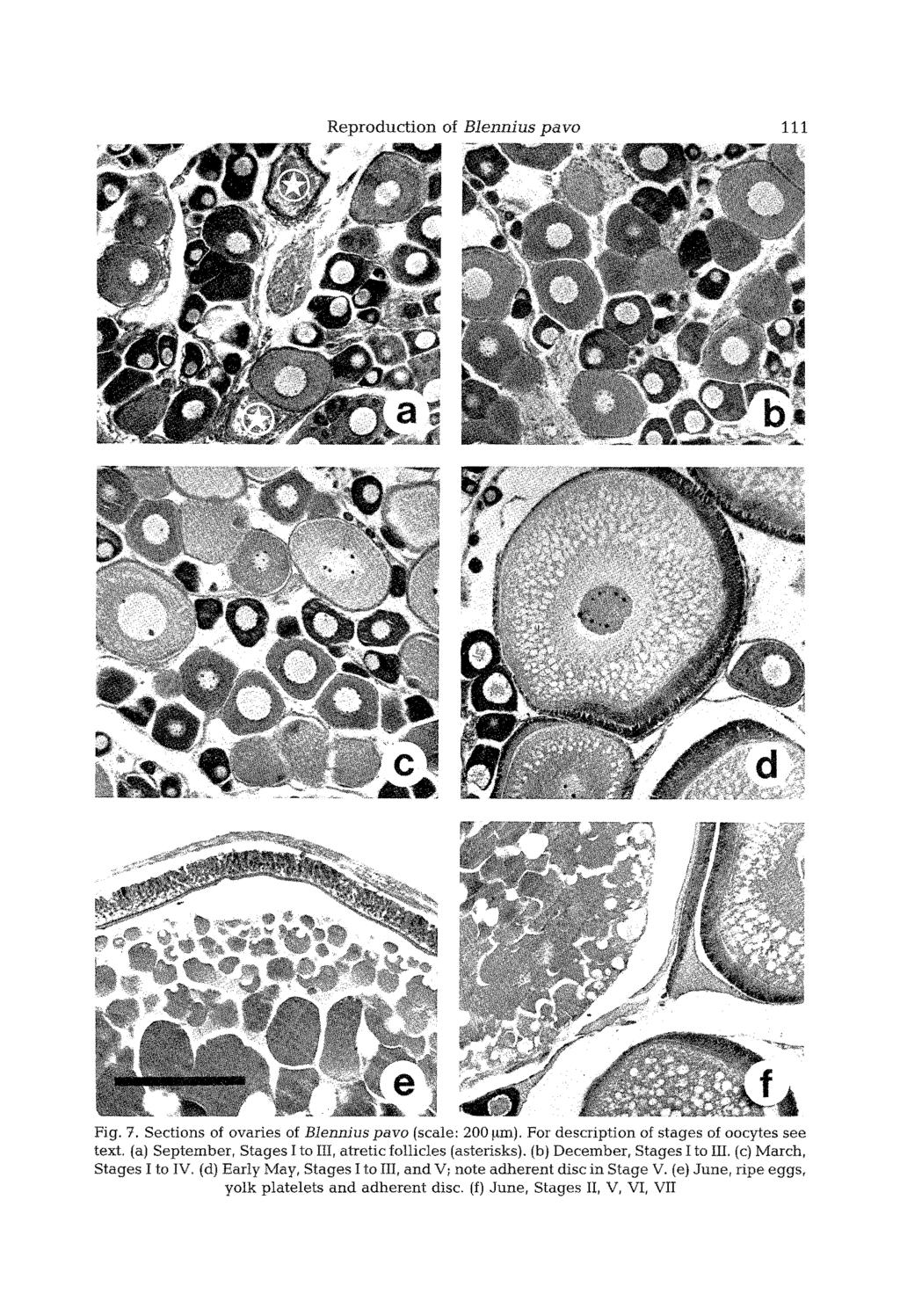 Reproduction of Blennius pavo 111 Fig. 7. Sections of ovaries of Blennius pavo (scale: 200 gin). For description of stages of oocytes see text.