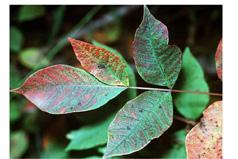 poison sumac poison oak Skin irritation may result from