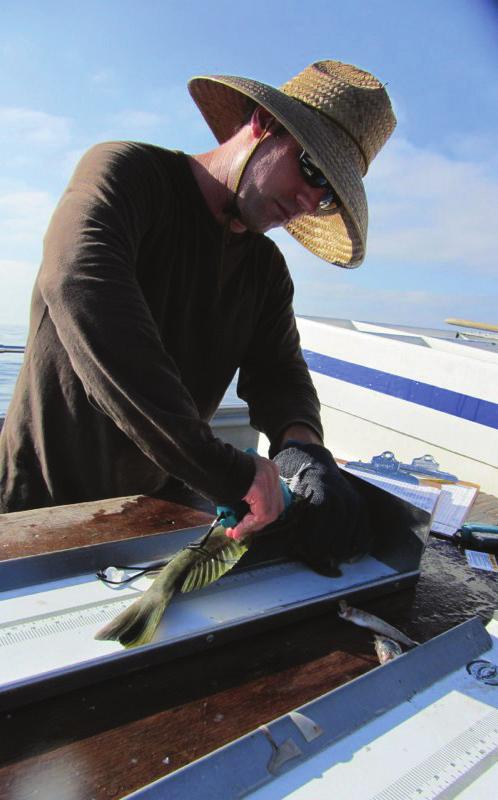Scripps Institution of Oceanography researchers Brice Semmens, Ed Parnell, and graduate student Lyall Bellquist created a plan to take stock of southern California s saltwater bass populations with