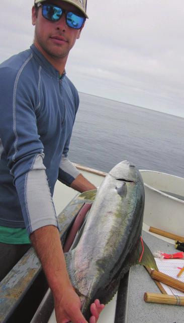 FISHERMEN HELP TRACK YELLOWTAIL MOVEMENT IN SOUTHERN CALIFORNIA Yellowtail are a highly sought after game fish whose basic life history characteristics are poorly understood.
