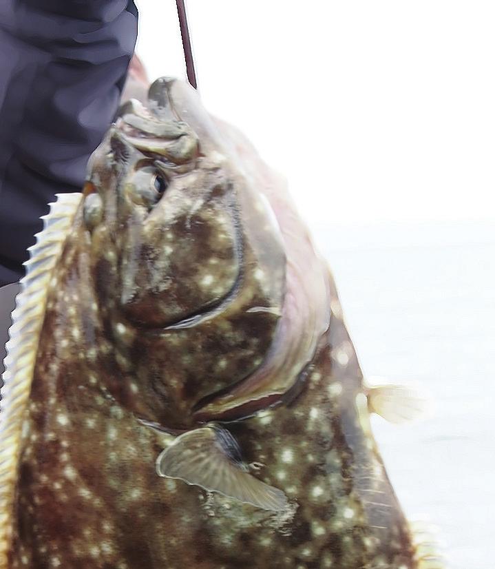 RECREATIONAL ANGLERS CAPTURE DATA ON HALIBUT FISHERY When catch numbers began to plummet at the annual halibut derby in Santa Monica, members of Marina Del Rey Anglers fishing club looked for a way