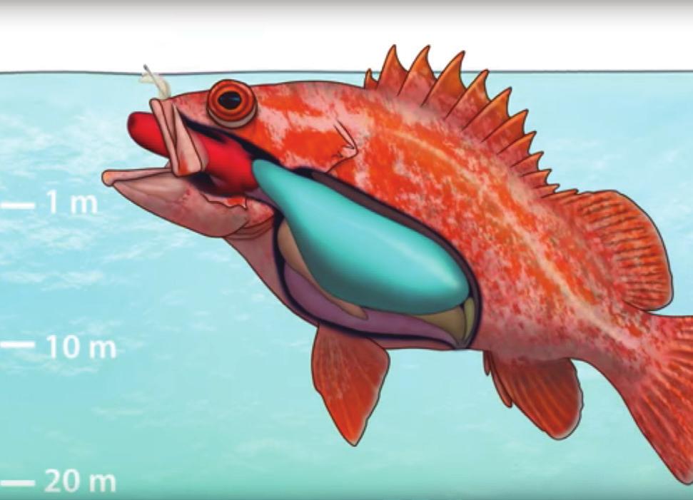 FILM TEACHES FISHERMEN ROCKFISH RECOMPRESSION Rockfish pose a challenge for fishermen who want to catch-andrelease.