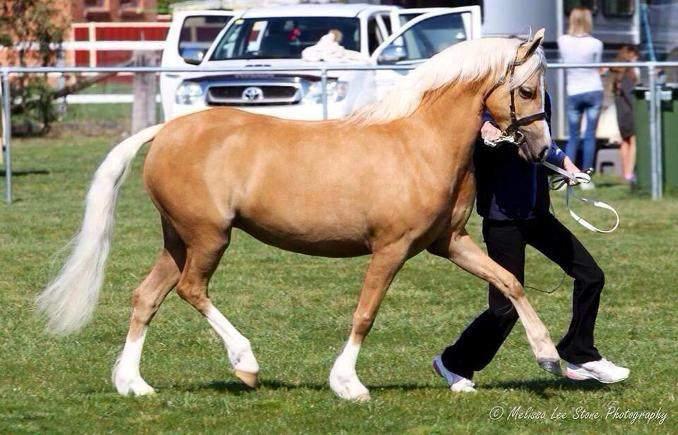 P A G E 7 HADDON PARK LOCKET Haddon Park Locket is a palomino Welsh B mare sired by Haddon Park Hylite out of Haddon Park Lisa Marie.