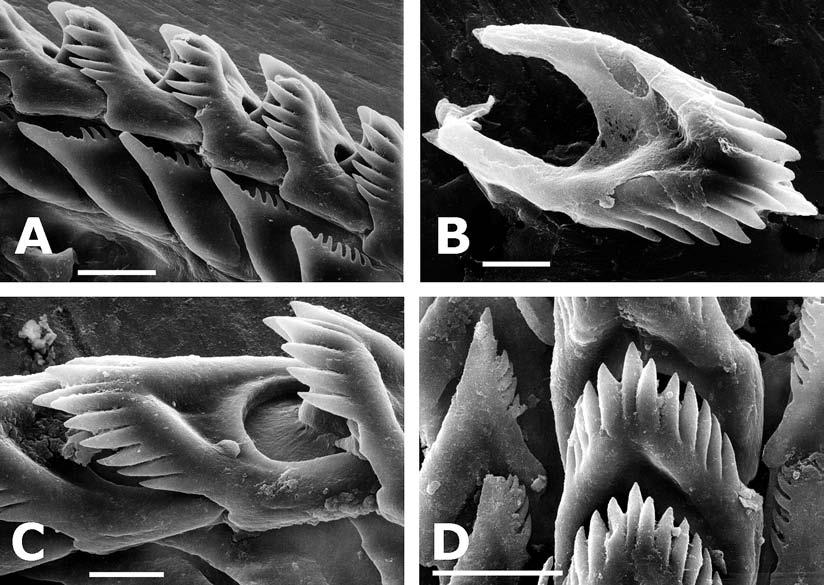 928 PROCEEDINGS OF THE CALIFORNIA ACADEMY OF SCIENCES Fourth Series, Volume 57, No. 30 FIGURE 2. SEM view of radular teeth. A. Flabellina verta (Testigos, Venezuela). Scale bar = 20 µm. B.