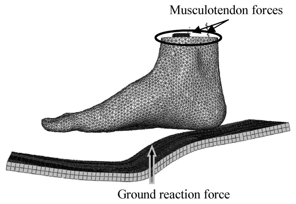 Biomechanical evaluation of heel elevation on load transfer experimental measurement and finite element analysis The surface interaction between the plantar foot and supporting surface was assigned