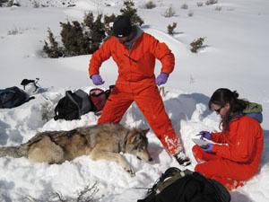 the 200 quota. (A second special season for hunting, trapping, or snaring wolves, with 2,400 permits and a quota of 253, did reach that quota.