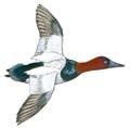 CANVASBACK Length 22 Weight