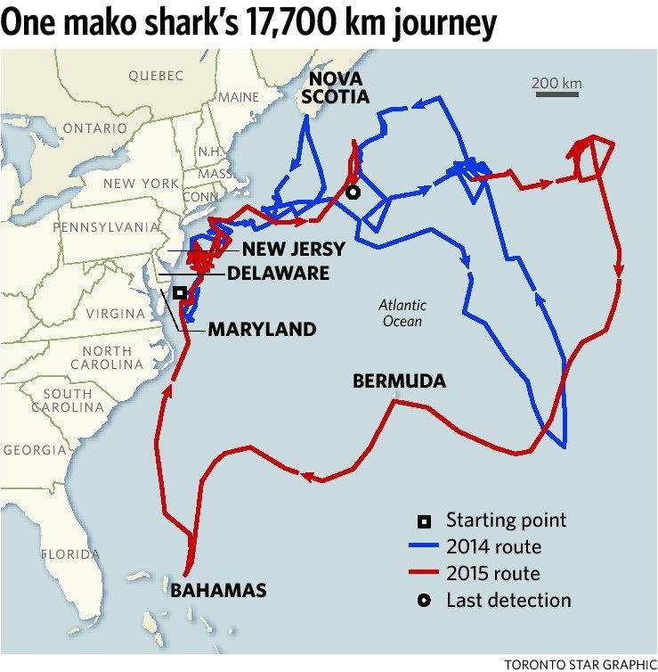 Long-distance travel Migrating mako sharks travel to the middle of the Atlantic Ocean, then turn around and swim back to the USA, where the water
