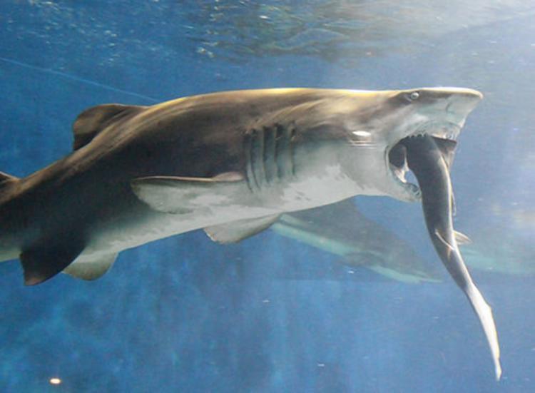 Big sharks often food on smaller sharks.