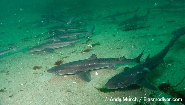 Pack hunters Spiny dogfish sometimes gather in huge groups and swim along the sea