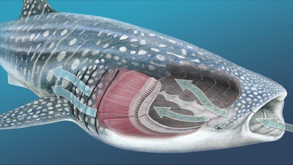 Filter-feeding The biggest shark species of all- whale sharks, basking sharks and megamouths-eat plankton, which is the smallest prey.