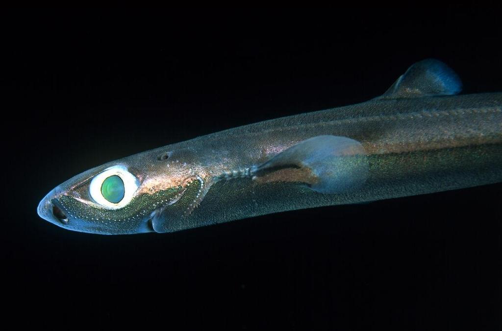 Lighting up Each species of lantern shark has its own distinct pattern of glowing photosphores.