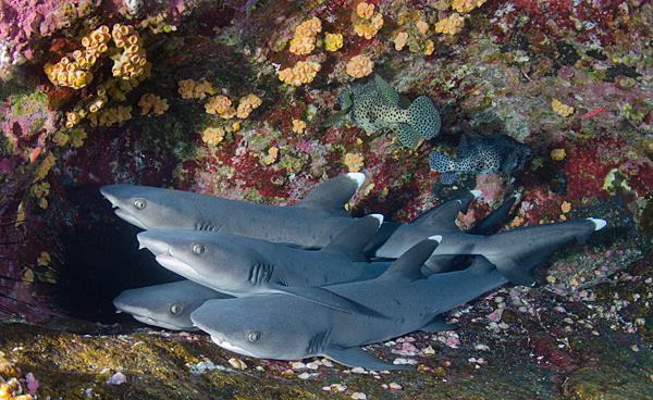 Whitetip reef sharks rest during the day on the sea bed, and inside underwater