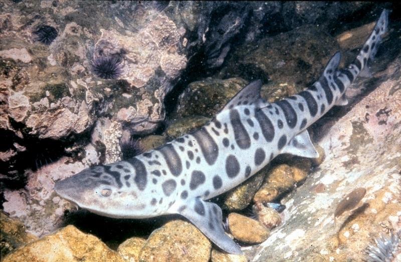 In disguise When leopard sharks are