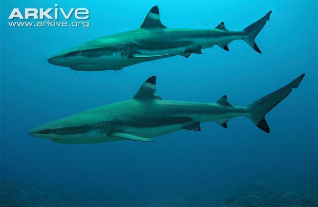 Boy (male) and girl (female) sharks In most species of sharks, the females are larger than the males.