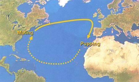 Long-distance travel Many shark species travel long distances over the course of their lives.