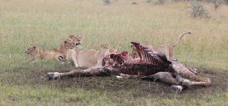 Gerald and his guests came across 18 pride members on an adult female giraffe kill.