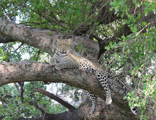 Leopards Photo: Peter Chatama The majority of leopard sightings were of the Mbogo Drainage female and her two sub-adult cubs.