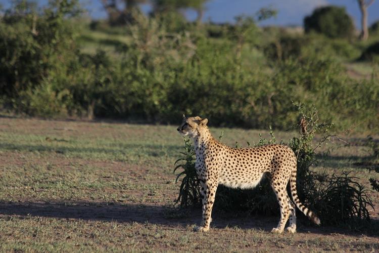 Cheetahs We ve enjoyed another bumper month for cheetah, with a total of 42 sightings seen.