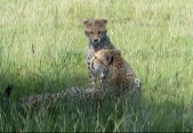 These plains are full of Thomson s, Robert s and Grant s gazelles which make up a large portion of the cheetahs diet.