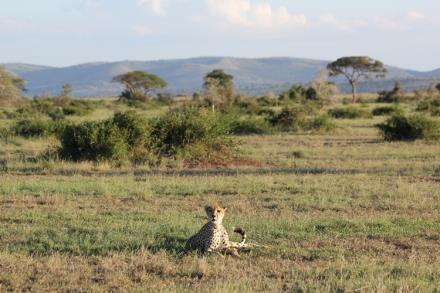 She moves between Sabora and Sasakwa Lodges looking for prey out on the plains.