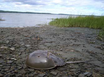 Horseshoe Crab Limulus polyphemus Federal Listing State Listing Global Rank State Rank Regional Status N/A SGCN NR SNA Photo by Rachel Stevens Justification (Reason for Concern in NH) Horseshoe crabs