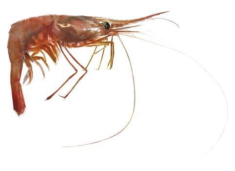 Northern Shrimp Pandalus borealis Federal Listing Listing Global Rank State Rank Regional Status N/A State SGCN Unknown SNA Photo by NHFG Justification (Reason for Concern in NH) In New England, the