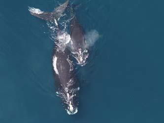 North Atlantic Right Whale Eubalaena glacialis Federal Listing State Listing Global Rank State Rank Regional Status E G1 Very High Photo by Christin Khan, NOAA/NEFSC Justification (Reason for Concern