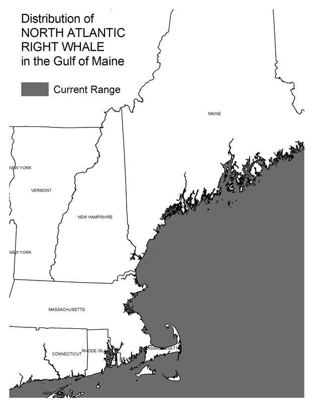 NH Wildlife Action Plan Habitats Marine Distribution Map Current Species and Habitat Condition in New Hampshire Key populations of this species are located outside state jurisdictional waters.