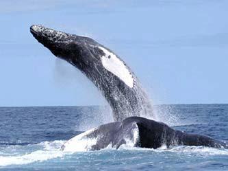 Humpback Whale Megaptera novaeangliae Federal Listing State Listing Global Rank State Rank Regional Status E G4TNR Very High Photo by Christin Khan, NOAA/NEFSC Justification (Reason for Concern in