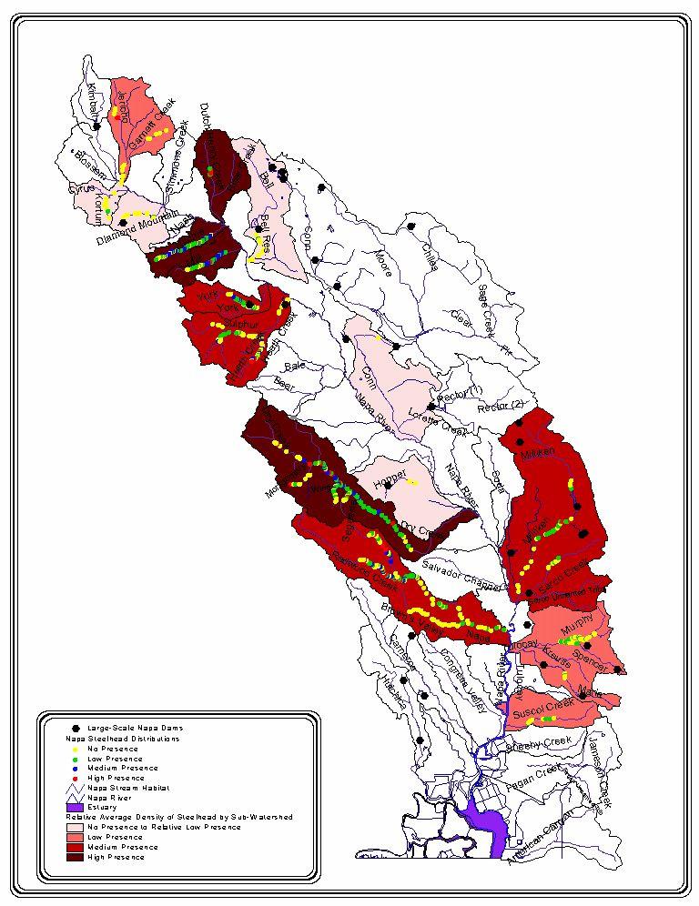 Figure 6 - Friends of the Napa River map showing steelhead presence within