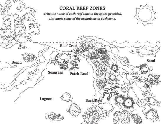 Fore Reef Zone: The fore reef zone (often called the reef front ) begins at the seaward base of the reef crest.