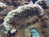 Because of its mounding shape, it can withstand high wave action and predominates in the reef bench zone where the faster growing, out-competing finger coral cannot grow.