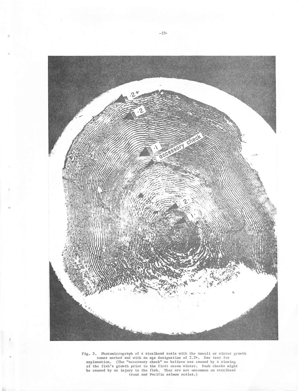 -23- Fig. 3. Photomicrograph of a steelhead scale with the annuli or winter growth zones marked and with an age designation of 2.2+. See text for explanation.