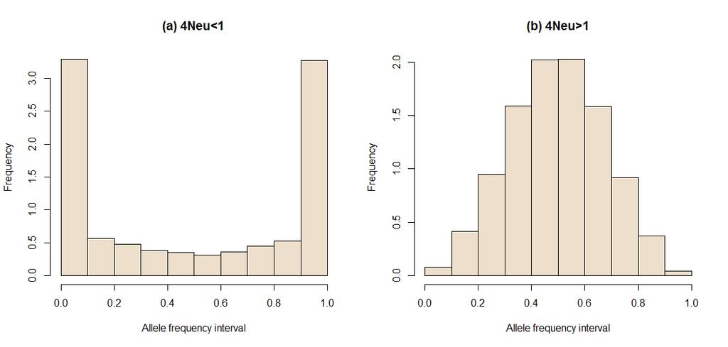 Figure 3: Distribution of allele frequencies in the last generation of the historical population for 4Neu<1 (a) and 4Neu>1 (b). 1000 historical generations with N e = 100.